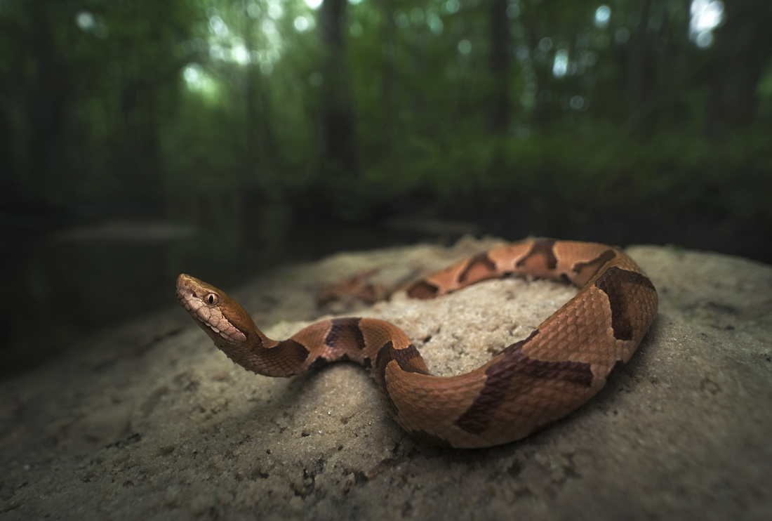 How You (And Your Dog) Can Avoid Snake Bites And What To Do If You Get