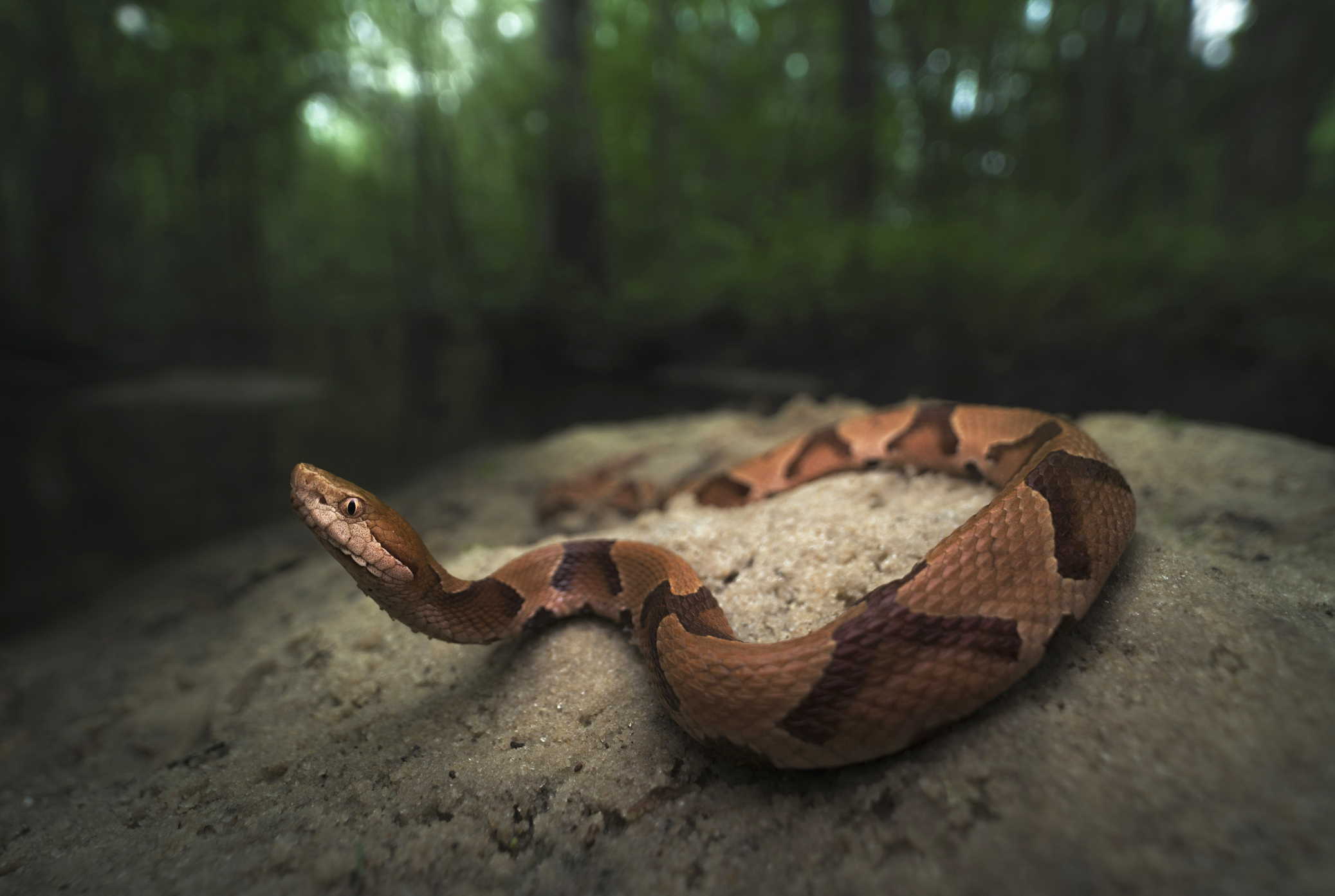 Copperhead snakes are one of the four kinds of venomous snakes in the United States.