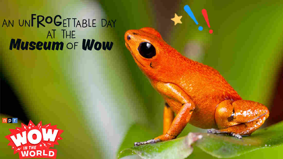 The Museum of Wow just opened its new amphibian exhibit, and everyone from pollywogs to old croaks agree that the new discoveries featured there are positively ribbeting!
