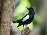 A Seychelles magpie-robin at the protected Cousin Island Special Reserve in Seychelles.