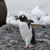 Penguins and Seals Create Invertebrate Hotspots On Antarctica ... With Poop