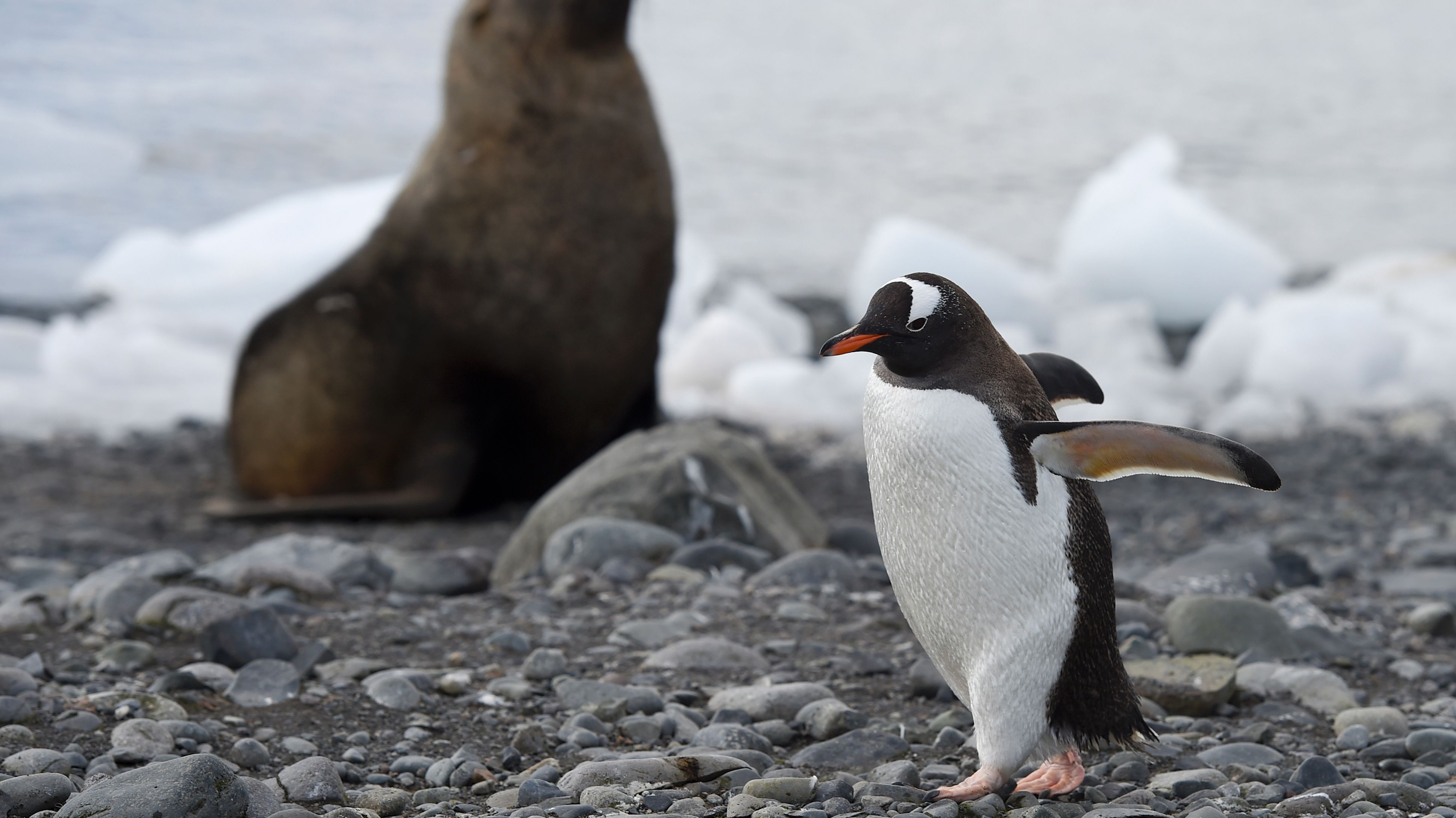 Seal And Penguin Guano Shape Antarctic Biodiversity NPR