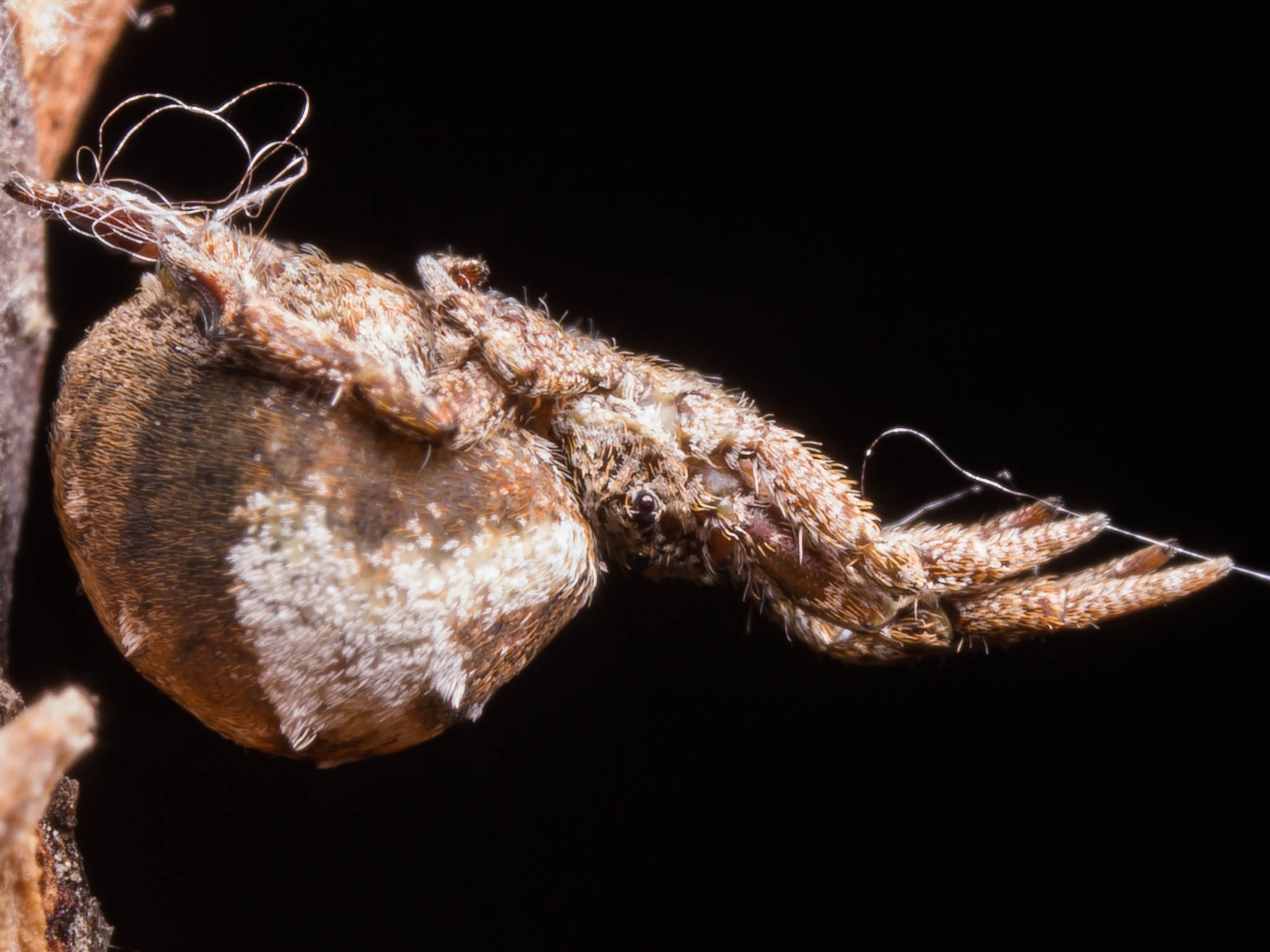 Spider Uses  As Slingshot To Ensnare Prey, Scientists Find NCPR News