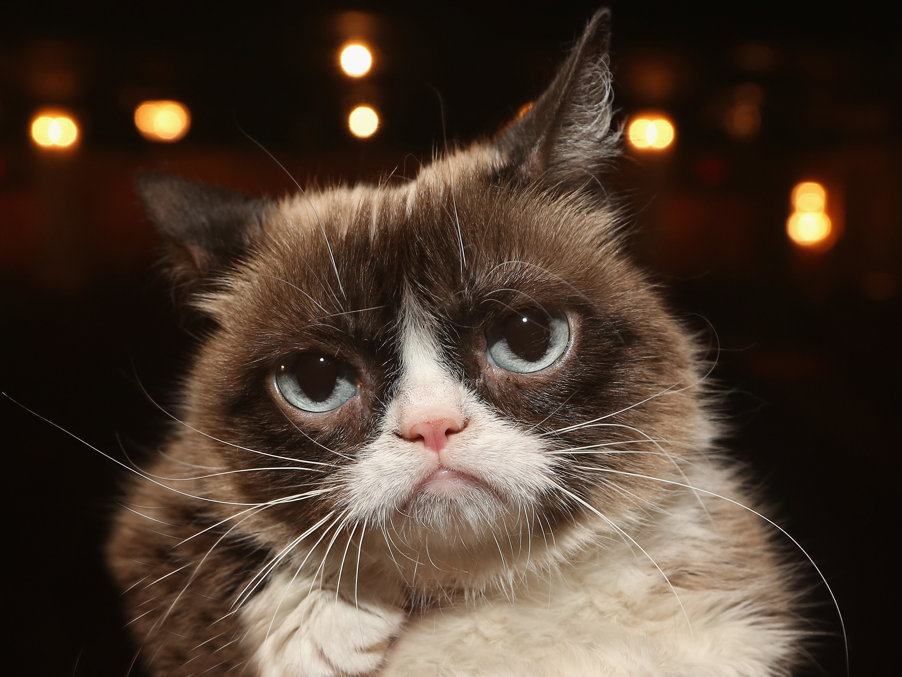Grumpy Cat Dies; Her Spirit Will Live On, Family Says