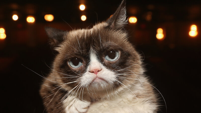 Grumpy Cat Permafrowning Internet Darling Dies At Age 7 Npr