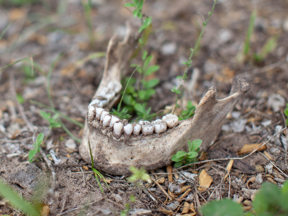 A sheriff's deputy finds part of a jaw bone on a ranch in Brooks County, Texas. This is the ninth set of human remains the sheriff's office has recovered this year. (Katie Hayes Luke for NPR)