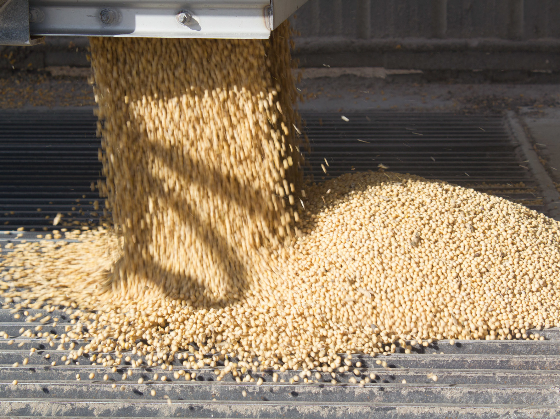 Farmers have produced record or near-record soybean crops in recent years. (Harvest Public Media)