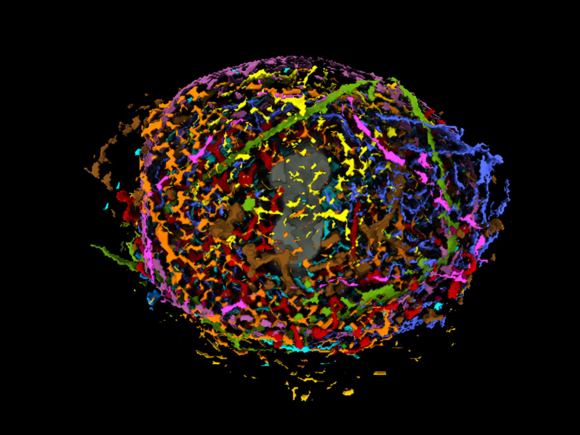 Computerized Model Reveals Details Of How Human Cells Divide