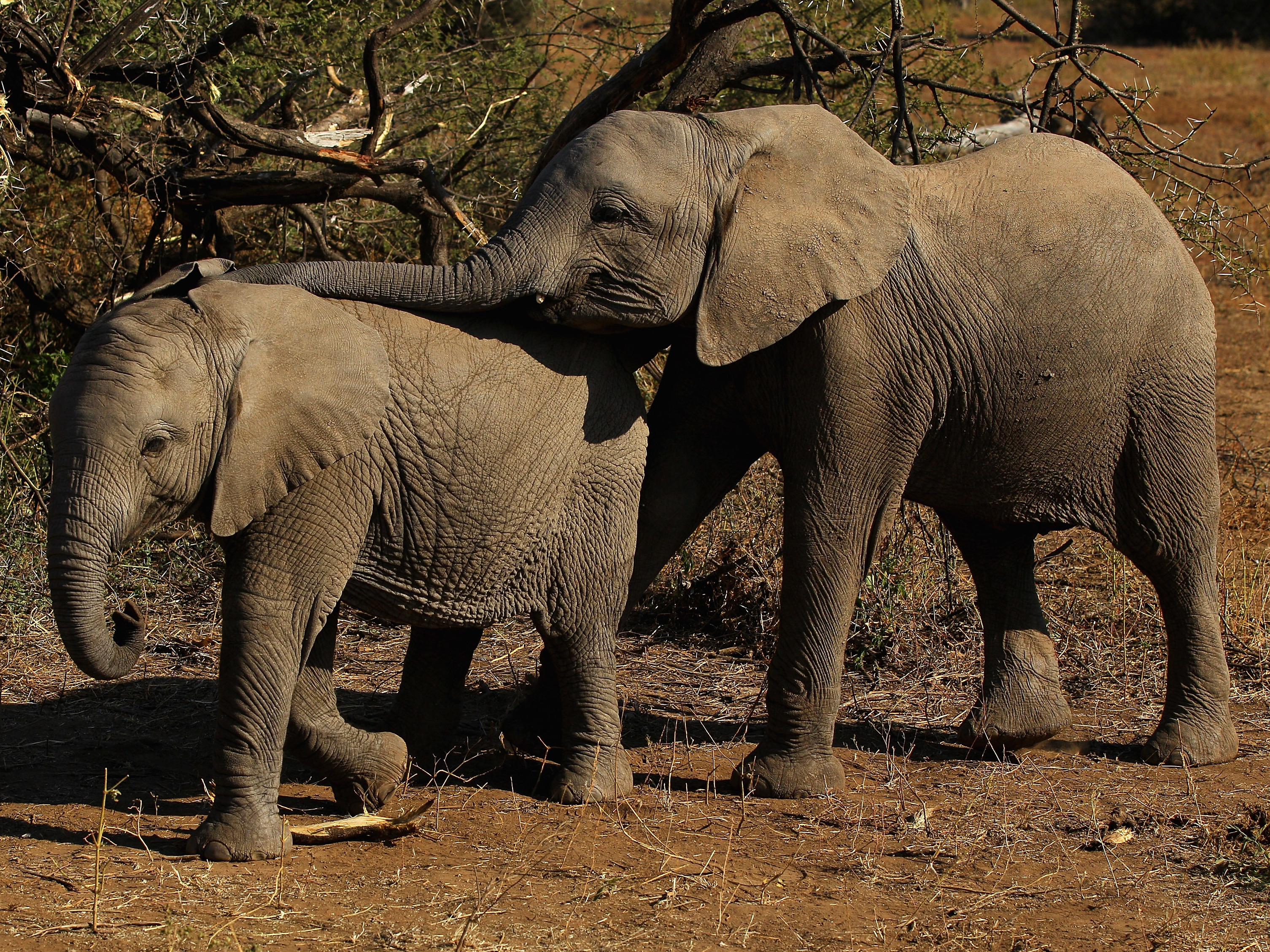 Botswana Lifts Its Ban On Elephant Hunting