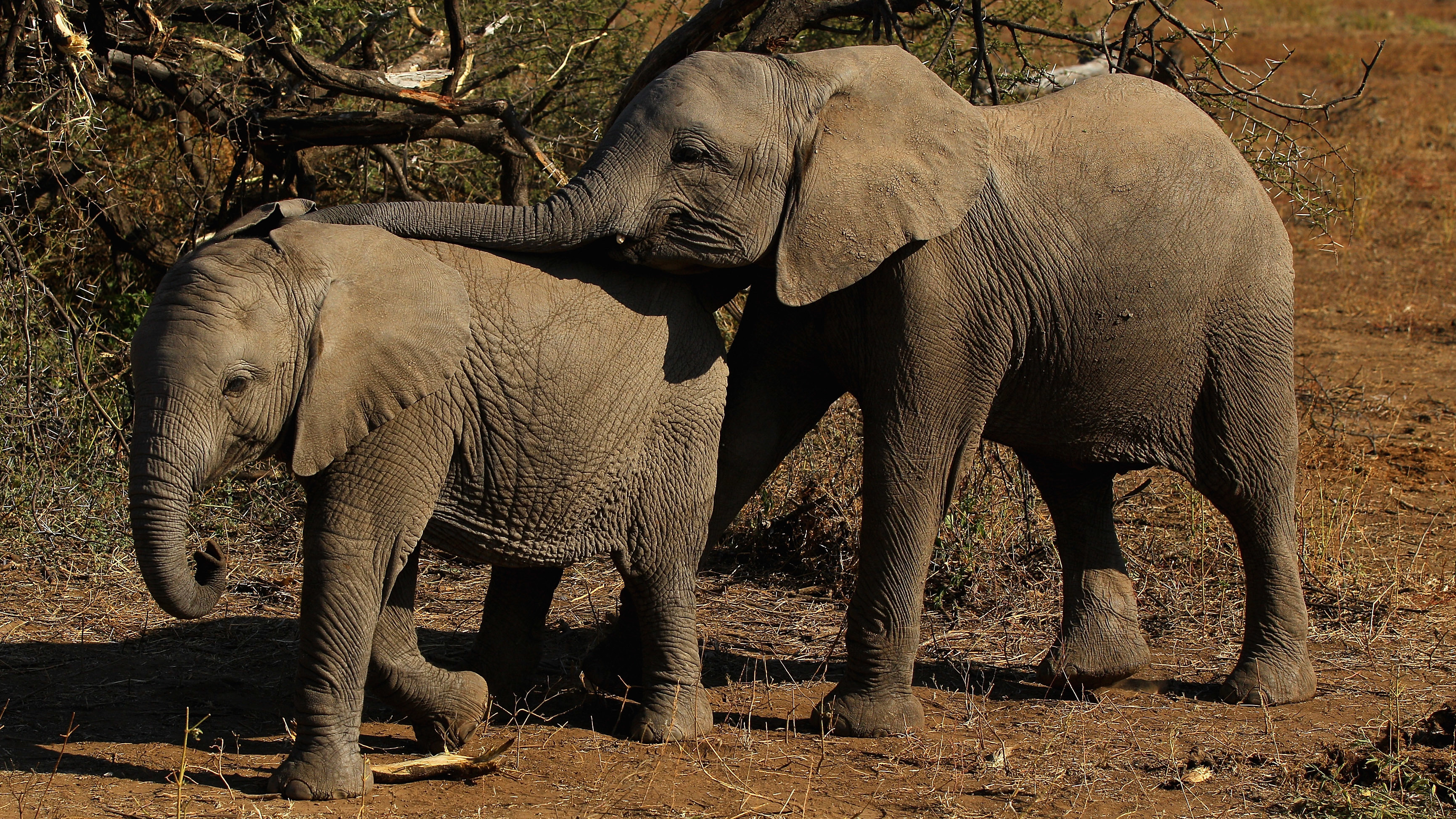 Elephants eat foliage at Botswana's Mashatu game reserve in 2010. (Getty Images)