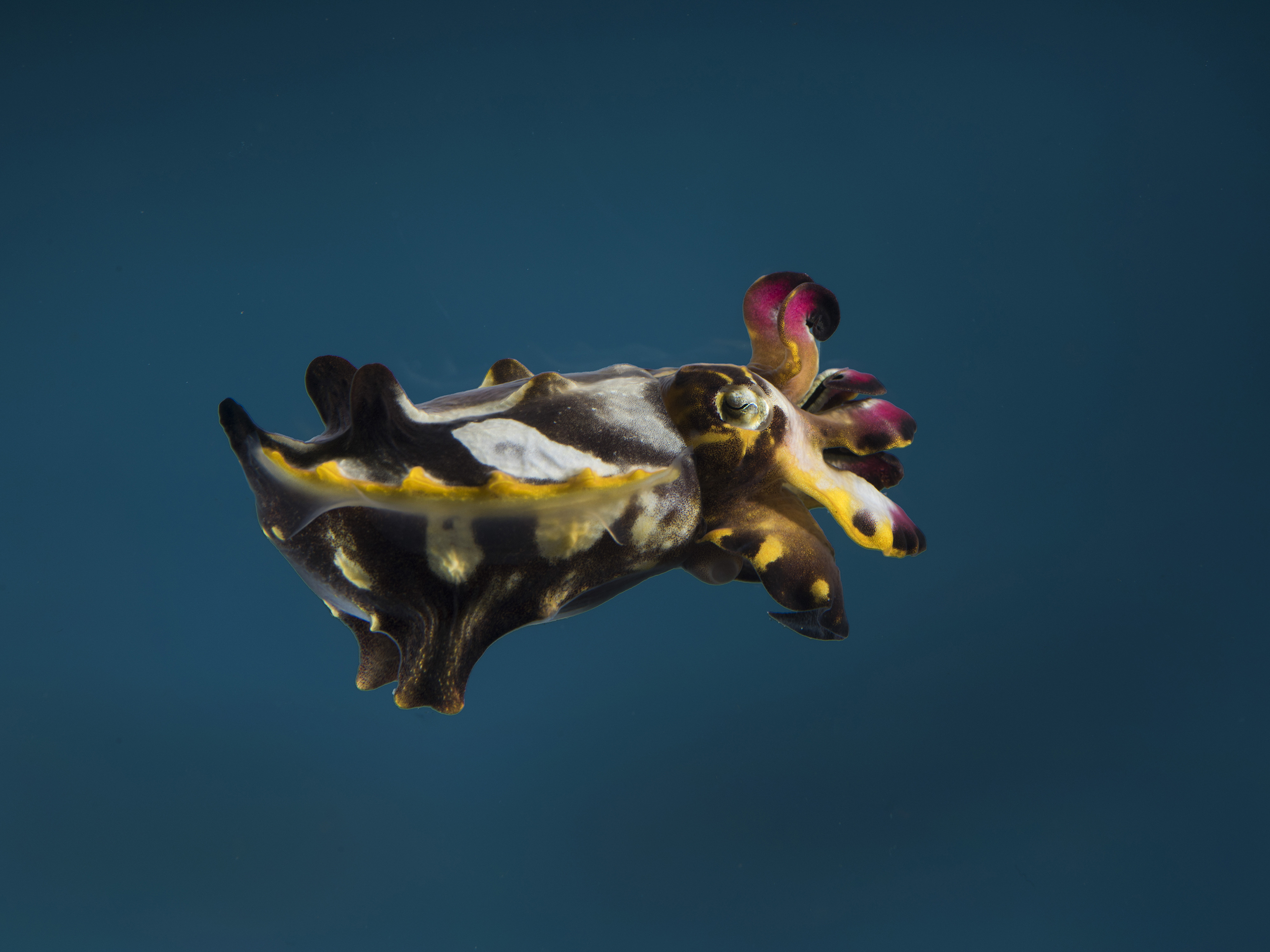 Why Octopuses Might Be The Next Lab Rats NCPR News