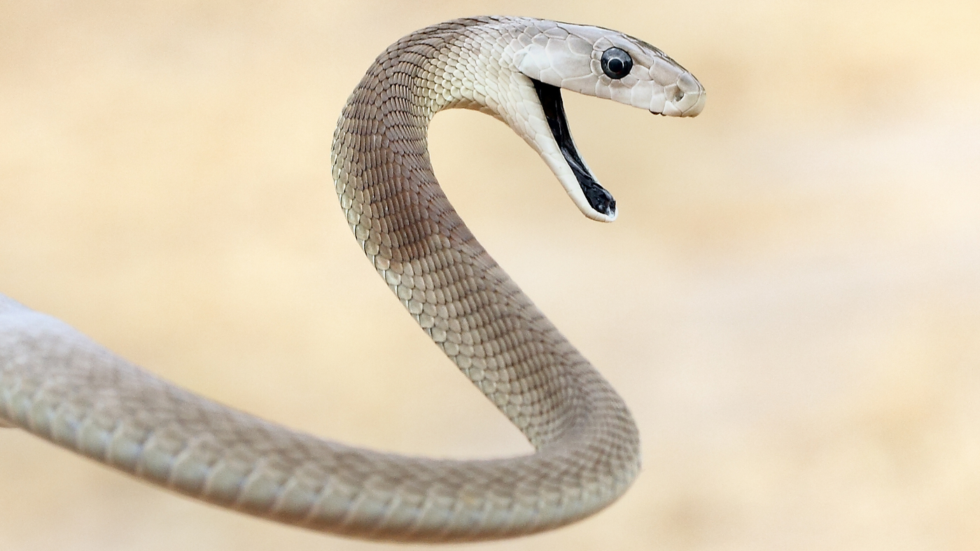 How we tracked the eating habits of snakes in Africa with the help of a  Facebook group