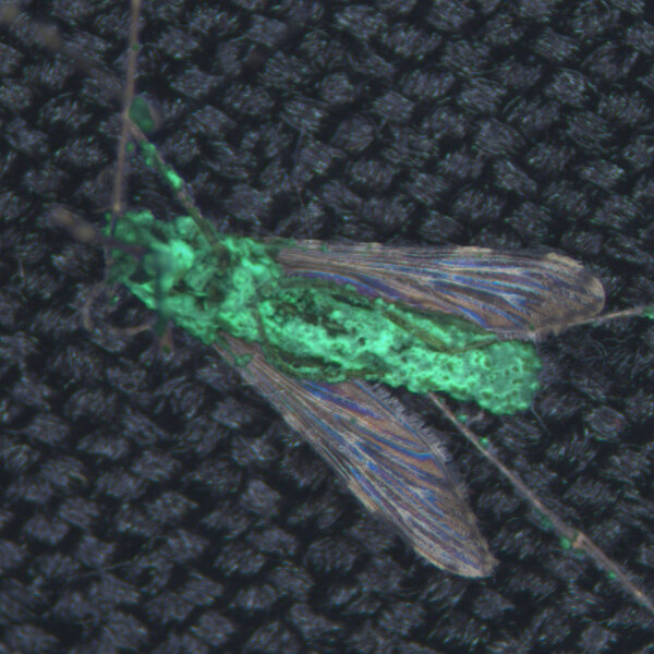 Scientists Genetically Modify Fungus To Kill Mosquitoes That Spread Malaria