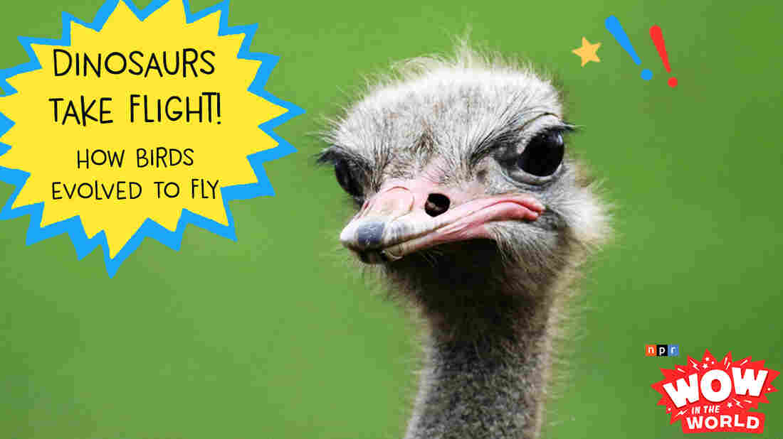 What in the world can a giant ostrich and a prehistoric dinosaur tell us about the evolution of flight? Join Mindy, Guy Raz, a dino robot, and escaped zoo ostrich as they explore the Who, What, When, Where, Why, How, and Wow in the World of FLIGHT!