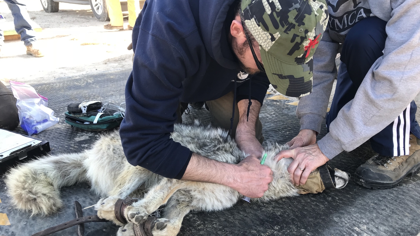 Killing Coyotes Is Not As Effective As Once Thought, Researchers Say NPR