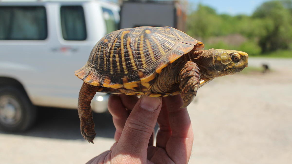 Specially Trained Dogs Help Conservationists Find Rare Iowa Turtles : NPR