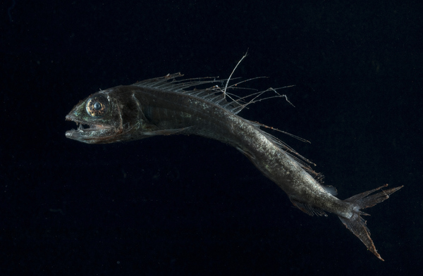 Researchers found plastic in the stomachs of one out of every three lancetfish they studied.