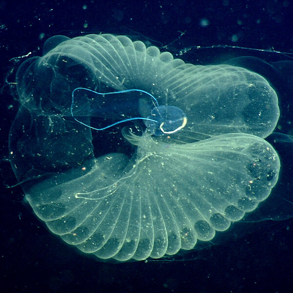 Microplastics Have Invaded The Deep Ocean — And The Food Chain