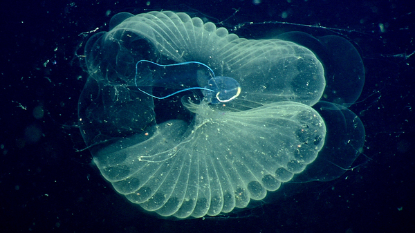 The deep ocean is filled with sea creatures like giant larvaceans. They