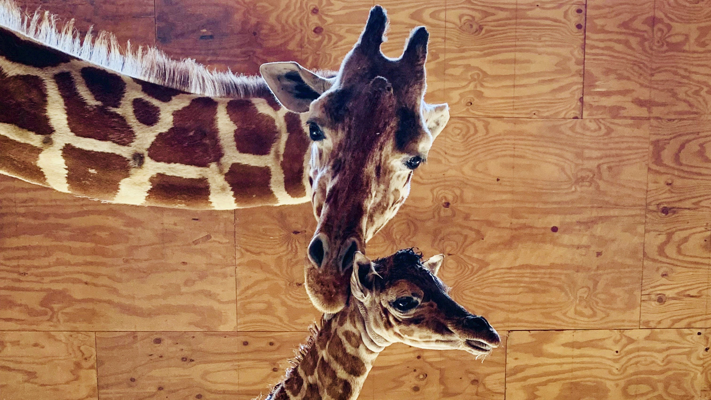 April The Giraffe Starts Birth Control, Will Have No More Calves : NPR