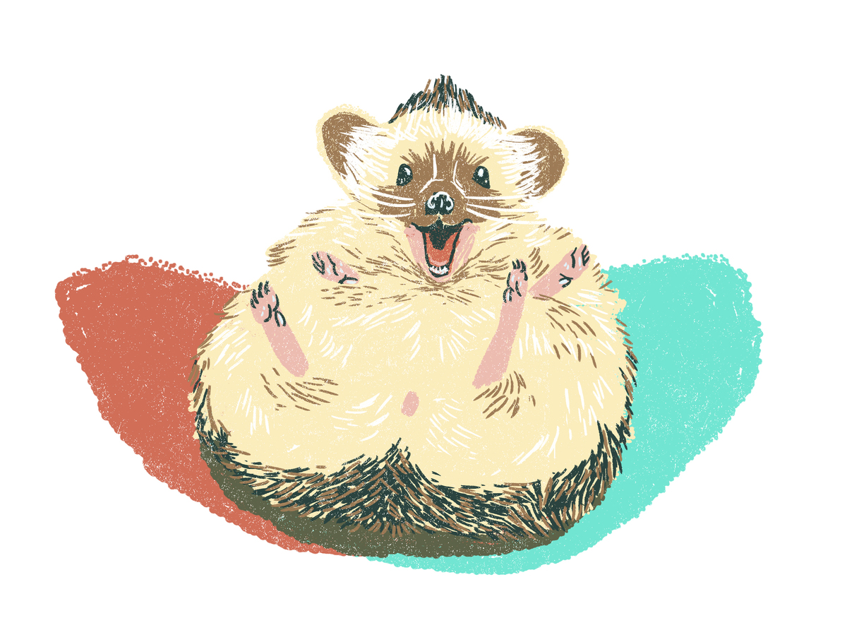 A hedgehog.