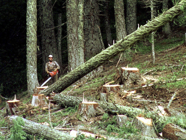 A logger cuts a large fir tree in the Umpqua National Forest near Oakridge, Ore. Federal land managers are proposing a sweeping rule change that could expand commercial logging on Forest Service land.