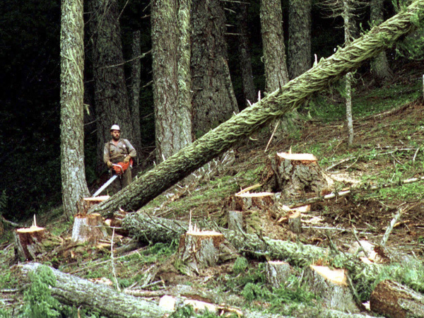 A logger cuts a large fir tree in the Umpqua National Forest near Oakridge, Ore. Federal land managers are proposing a sweeping rule change that could expand commercial logging on Forest Service land.