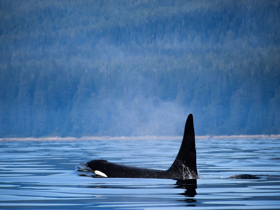 An orca surfaces near Vancouver Island, Canada. The country's Parliament has passed legislation banning the practice of breeding and holding dolphins, whales and porpoises in captivity.