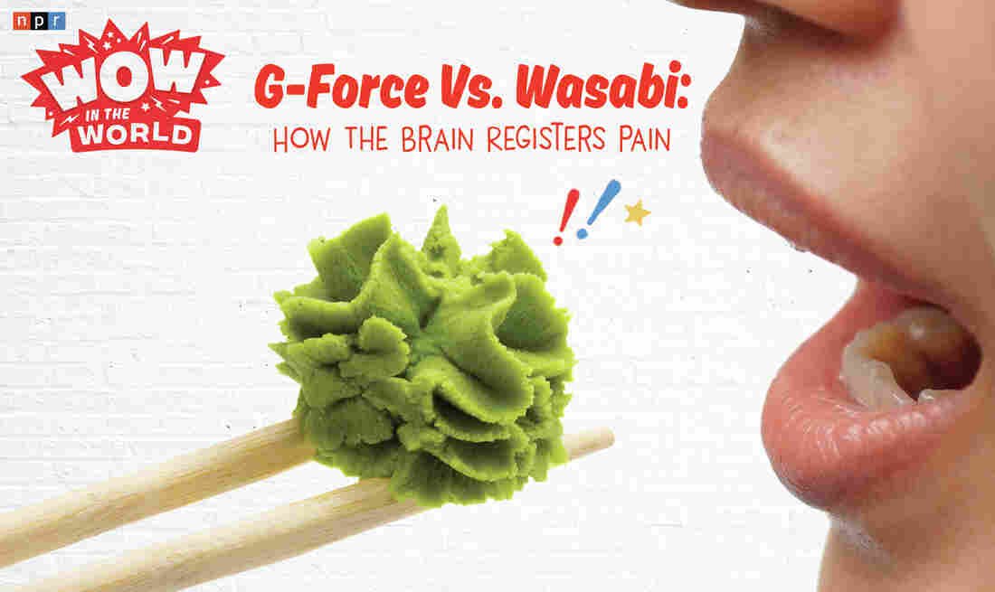 It's time for another spicy smack down in the world of Wow, and this time Gramma G-Force and a Naked Mole Rat go head to head in a battle of...Wasabi?! How will our fearless competitors handle the heat? And what does their brain have to do with it? A new scientific study just might have what it takes to predict the results before the competition even begins!