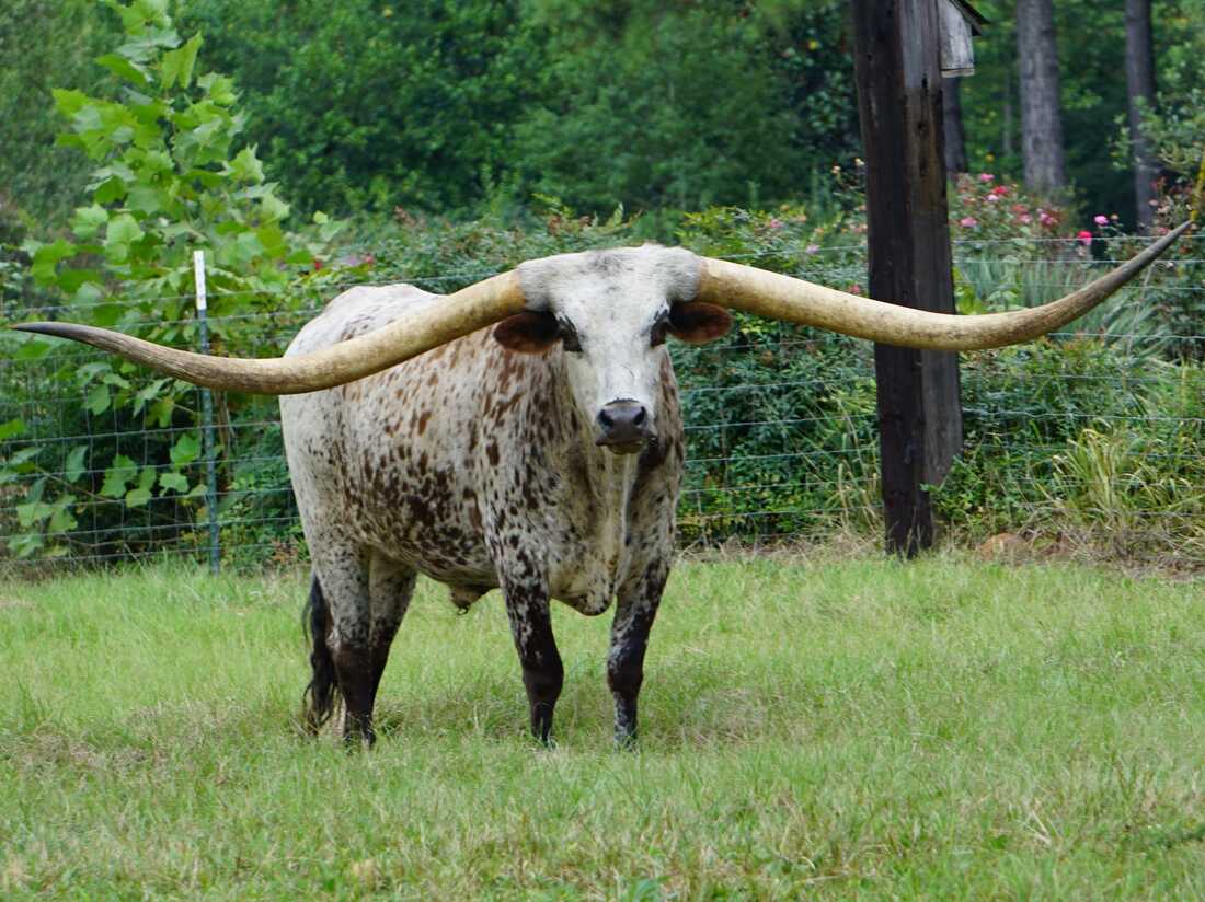 Guinness World Record For Longest Horn Span Goes To Texas Longhorn