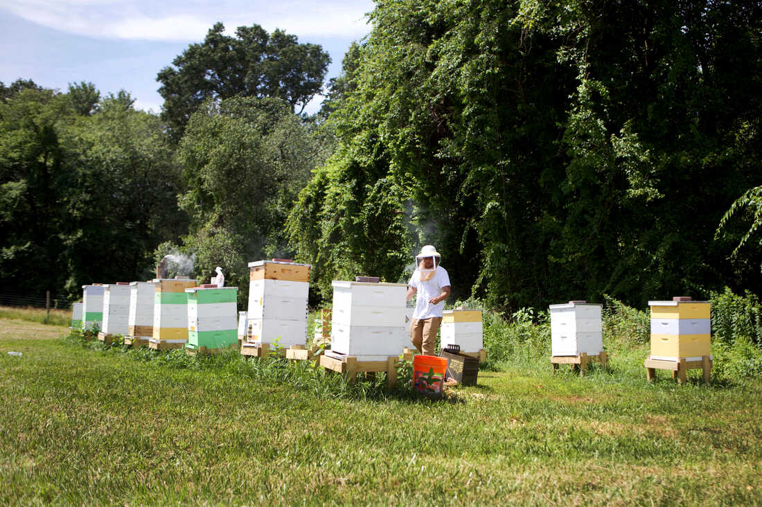 Maryland Today  Honey Bee Losses Reach Record Highs, Survey Finds