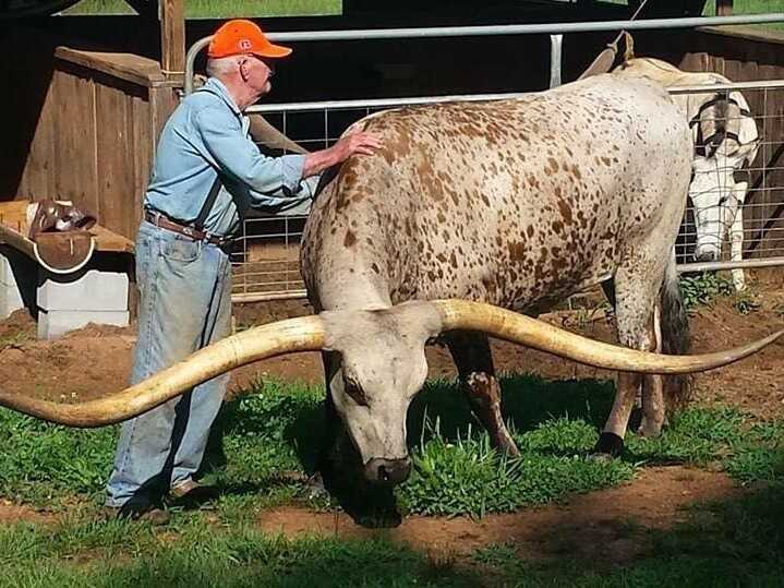 Guinness World Record For Longest Horn Span Goes To Texas Longhorn From