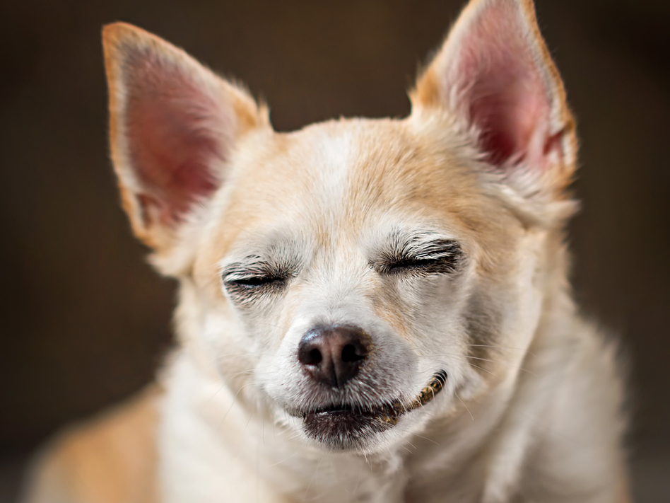 THC, a key psychoactive ingredient in marijuana, is toxic to dogs, veterinarians warn. So keeping dogs away from discarded joints, edible marijuana or drug-painted poop is important. (Hillary Kladke/Getty Images)