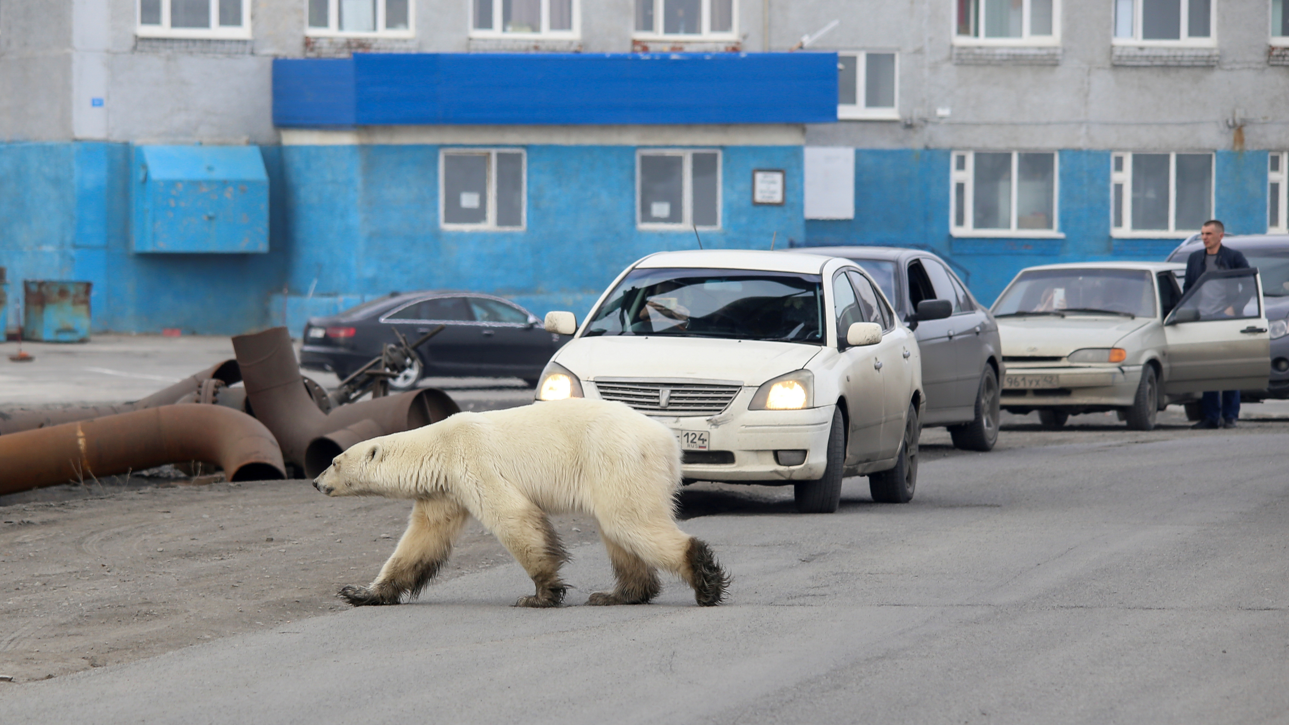 'Starving' Polar Bear Wanders Into Siberian Town