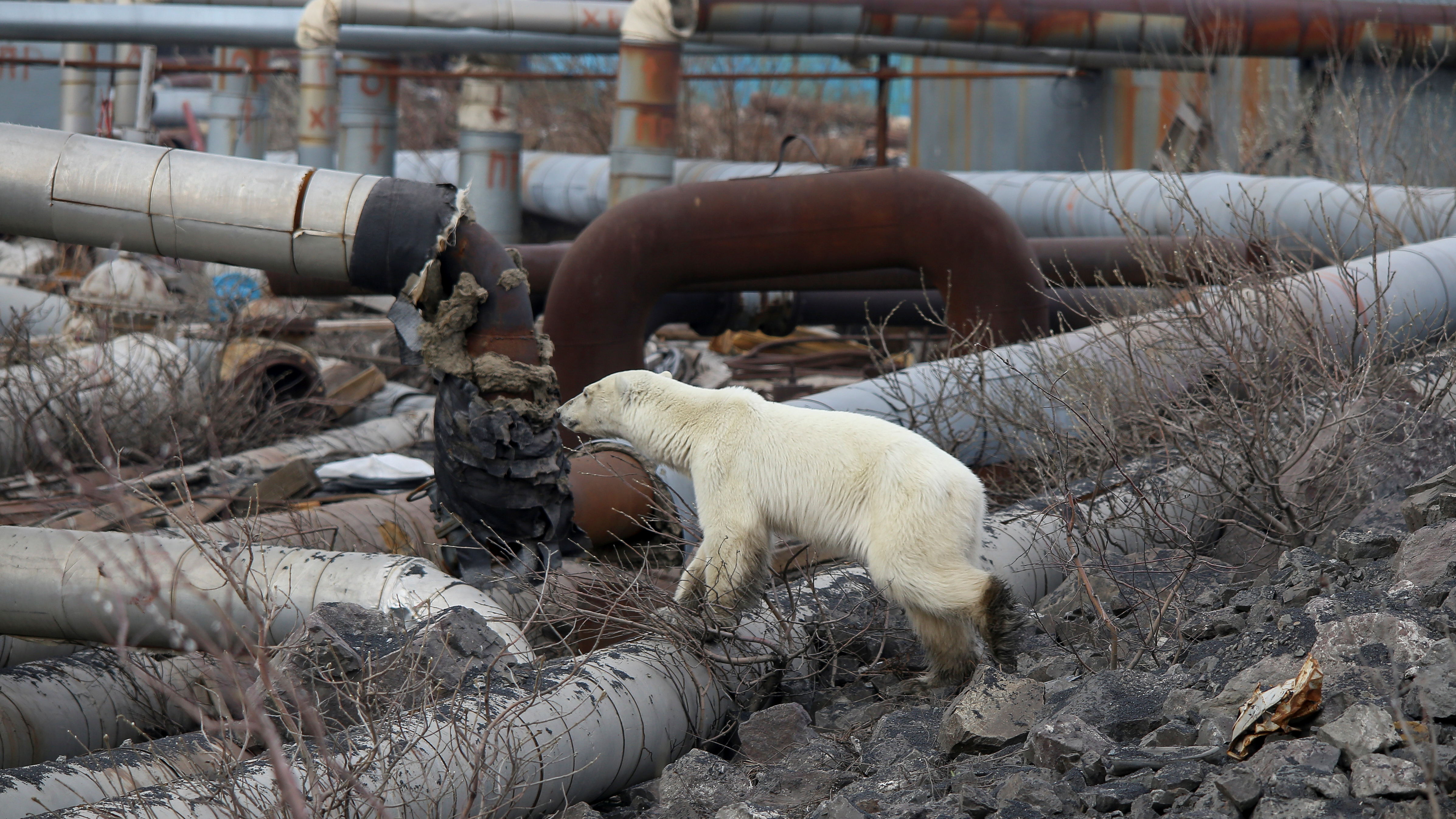 'Starving' Polar Bear Wanders Into Siberian Town NPR