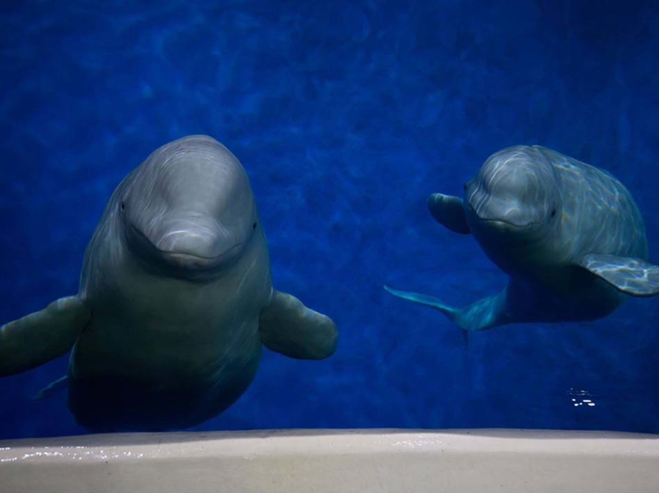 Two beluga whales have completed their long and complicated journey from China to Iceland. (Sea Life Trust Beluga Whale Sanctuary)