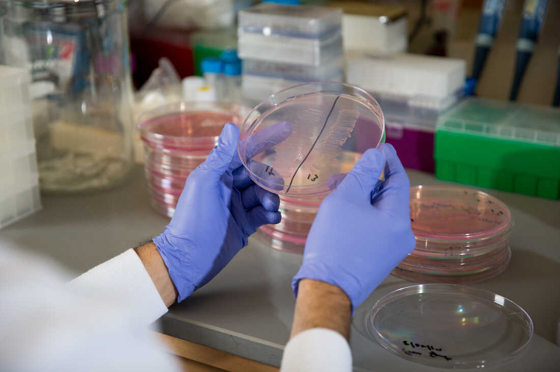 Jonathan Scheiman holds a petri dish containing cultures of Veillonella bacteria isolated from the stool samples of elite runners.