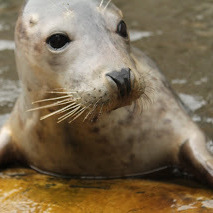  Seal Learns To Sing Star Wars Theme