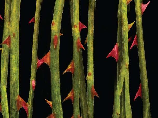 'Growing Things' will winds its tendrils into your mind