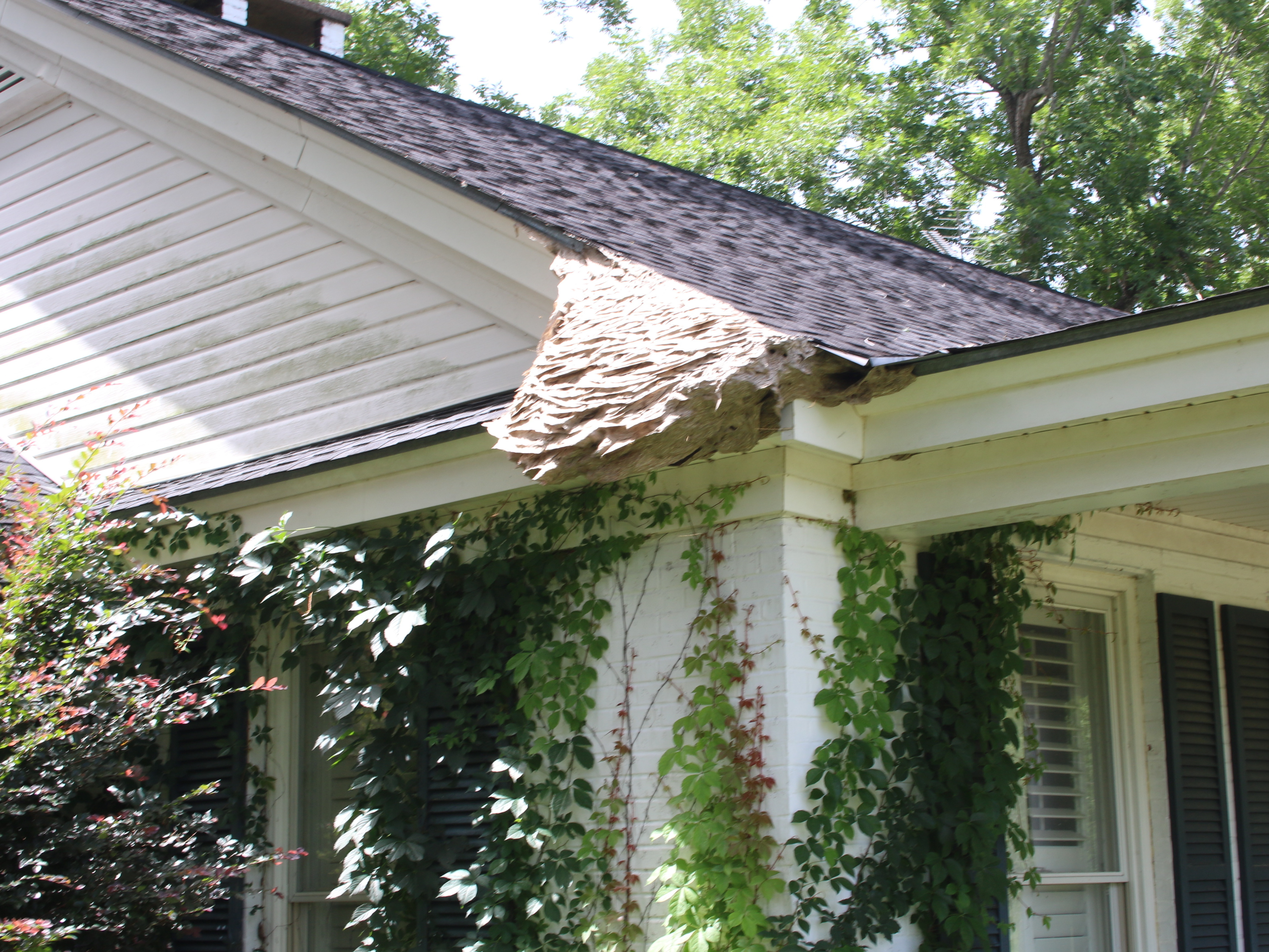 Yellow Hornet Nest