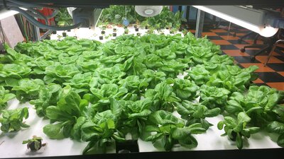 For People With Developmental Disabilities Food Npr >> Food Access Npr For People With Developmental Disabilities Food Npr >> Food Access Npr