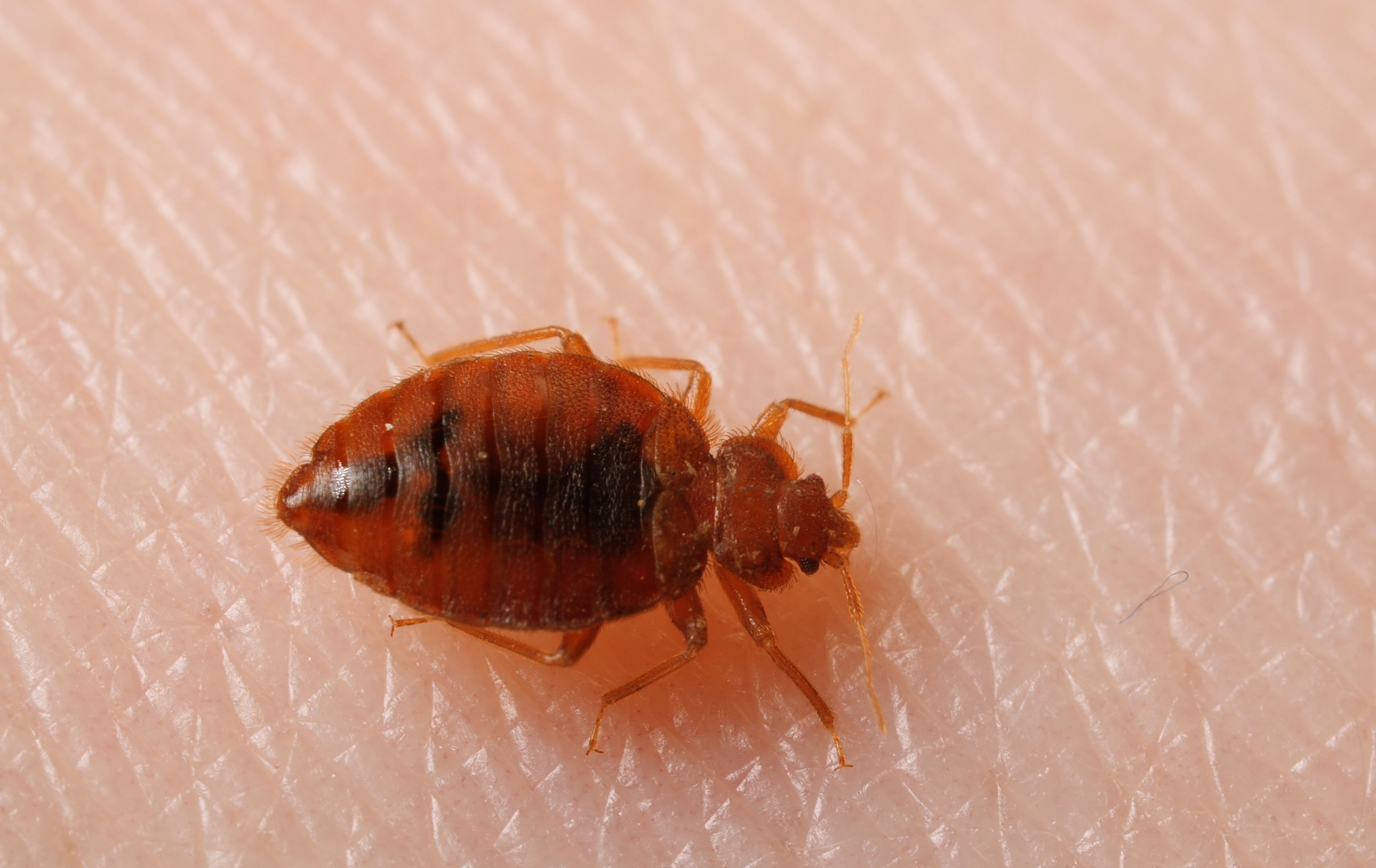 bedbugs