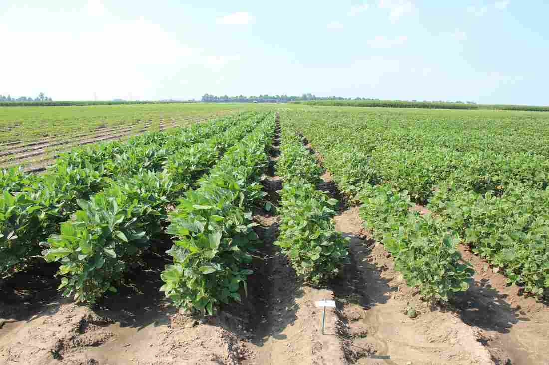 The taller soybean plants (left) are from a commercial dicamba-tolerant variety. On the right, an experimental line of soybeans showing the effects of dicamba exposure.