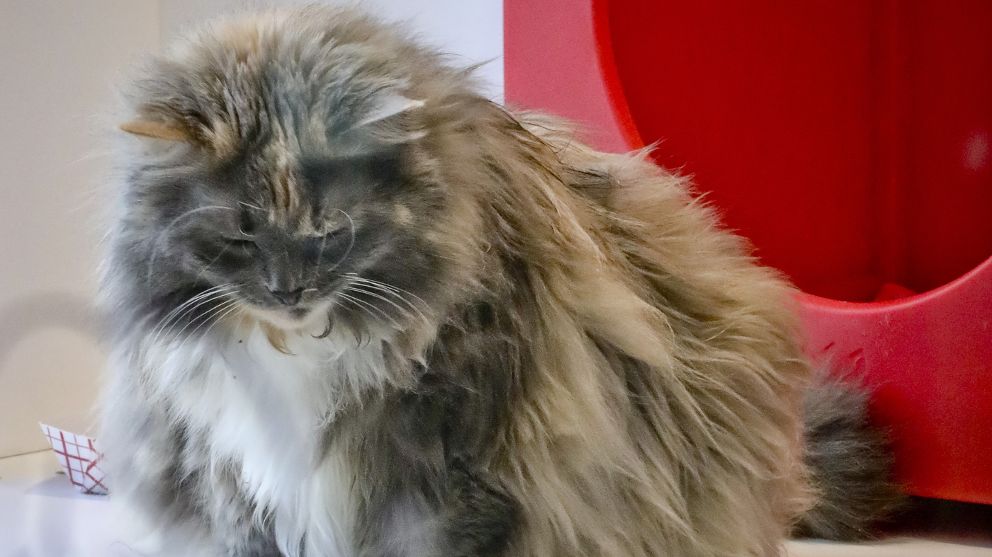 New York Is The First State To Pass A Law That Bans Declawing Cats NPR