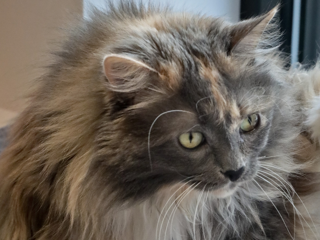 New York Is The First State To Pass A Law That Bans Declawing Cats NPR