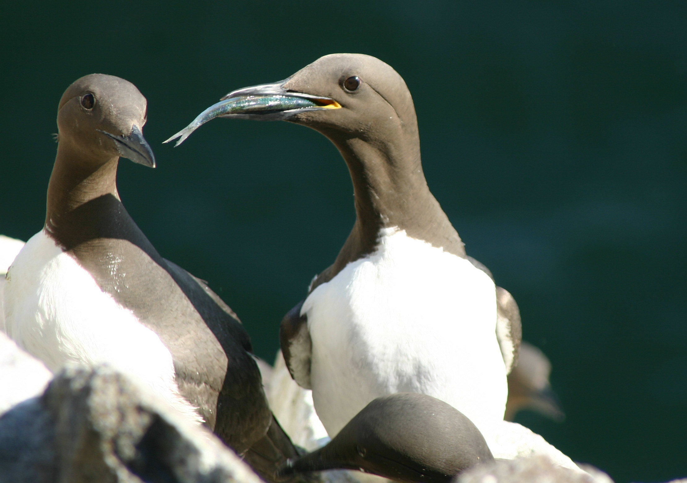 A common guillemot (<em>Uria aalge</em>) brings a sprat to feed to its chick. The laying dates of this species were followed for 19 consecutive years on the Isle of May, off the coast of southeast Scotland. According to a new paper in <em>Nature Communications, </em>many birds are adapting to climate change — but probably not fast enough. (Michael P. Harris)