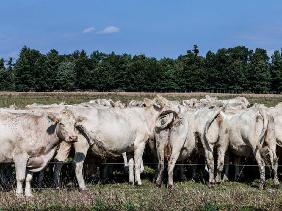 Cows graze on a grass field at a farm in Schaghticoke, N.Y. The grass-fed movement is based on the idea of regenerative agriculture.