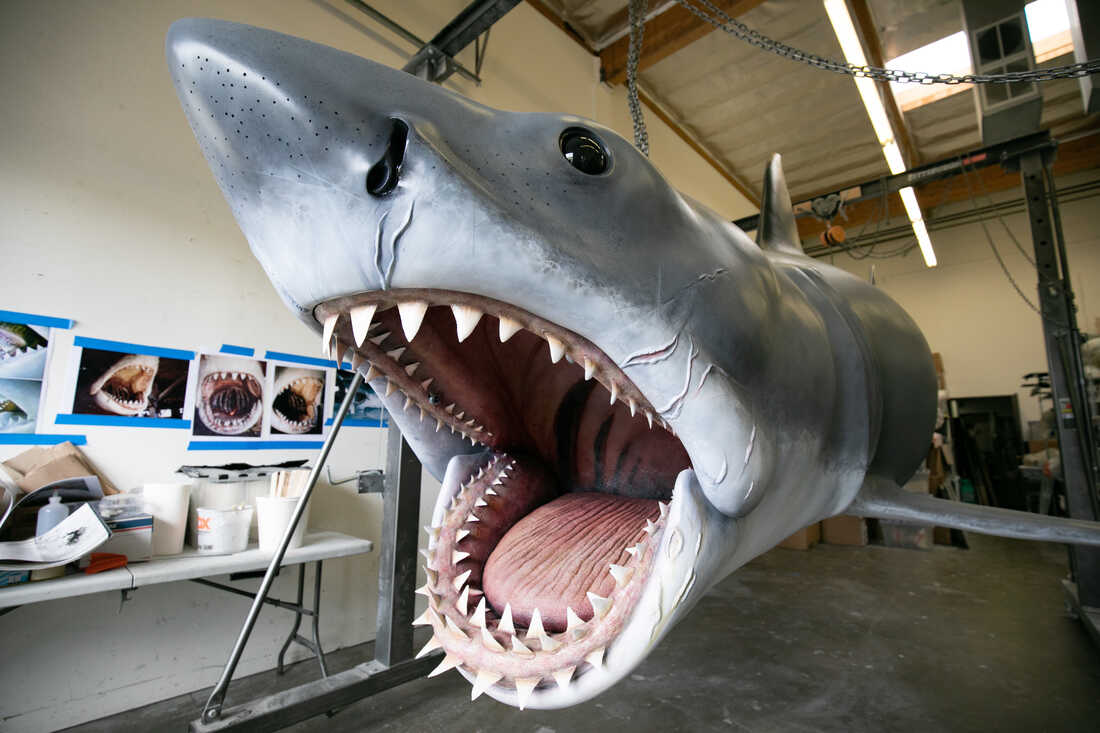 Last Replica Shark From Jaws Gets Makeover From Effects Master Nicotero Npr