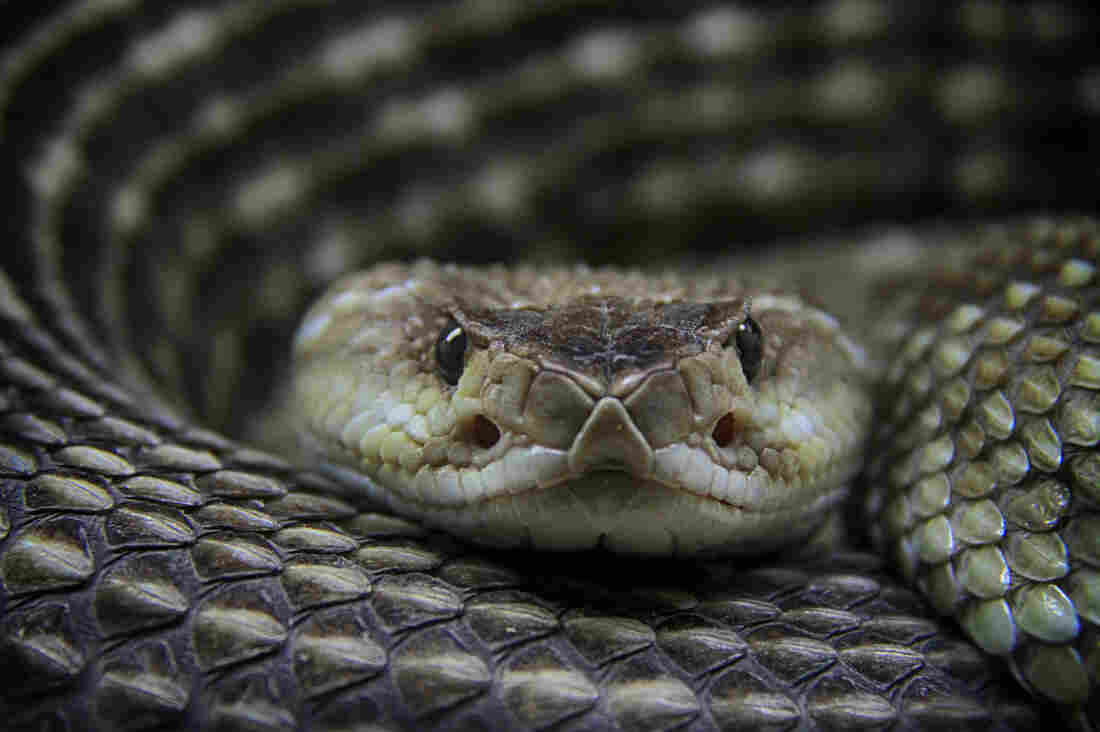 The antivenin market for treating bites from rattlesnakes and other pit vipers might be considered a case study of why drugs prices are so high. Head-to-head competition between brand-name medicines may not meaningfully reduce prices.