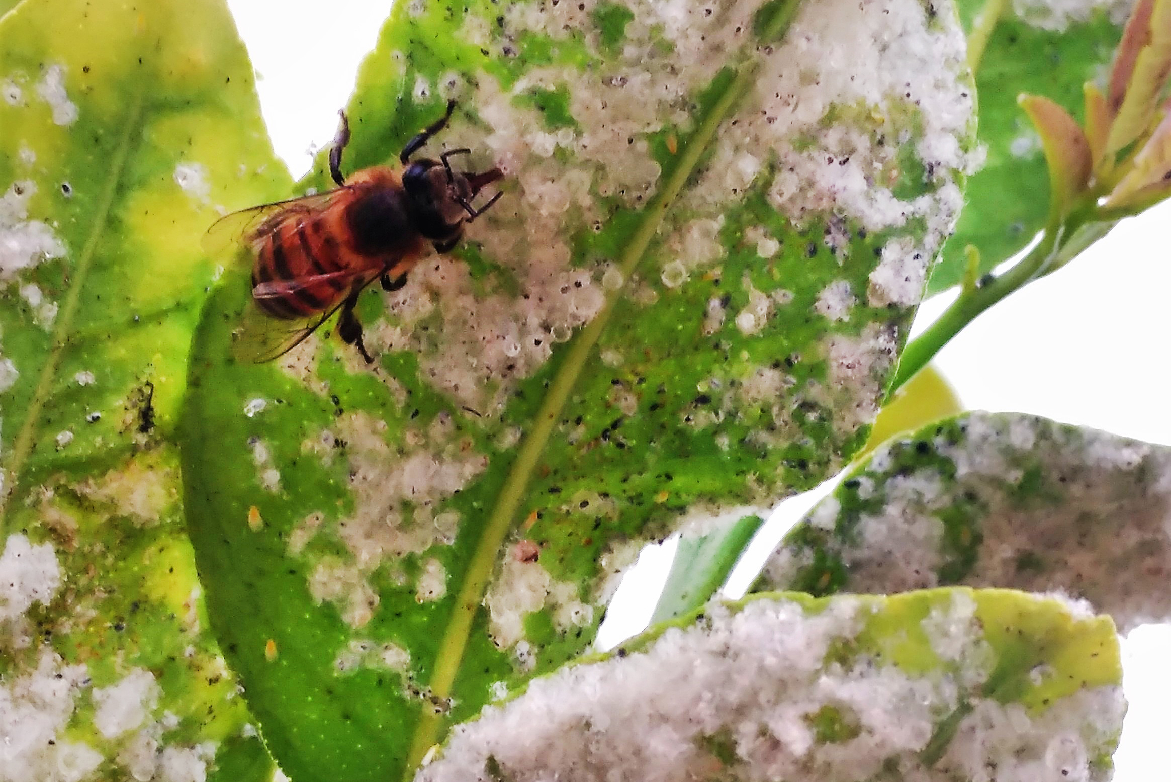 Honeybees are seen feeding on the honeydew of whiteflies in citrus trees. Traces of neonicotinoids, a family of pesticides, have shown up in honeydew, an important food source for other insects. (Alejandro Tena)